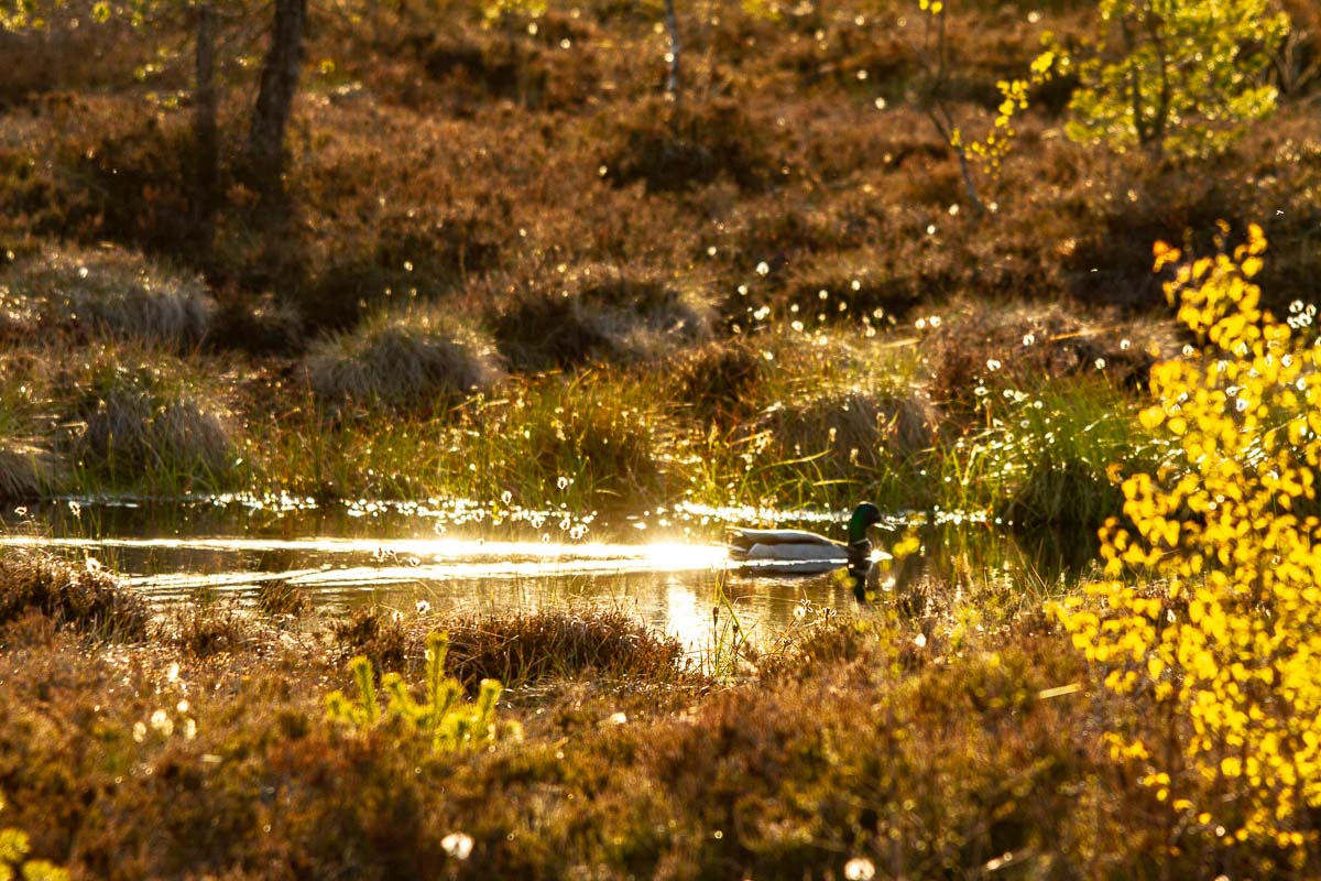 Moorsee im Schwarzen Moor