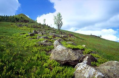 Abtsrodaer Kuppe