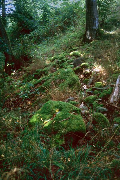 Die Eiringsburg bei Arnshausen