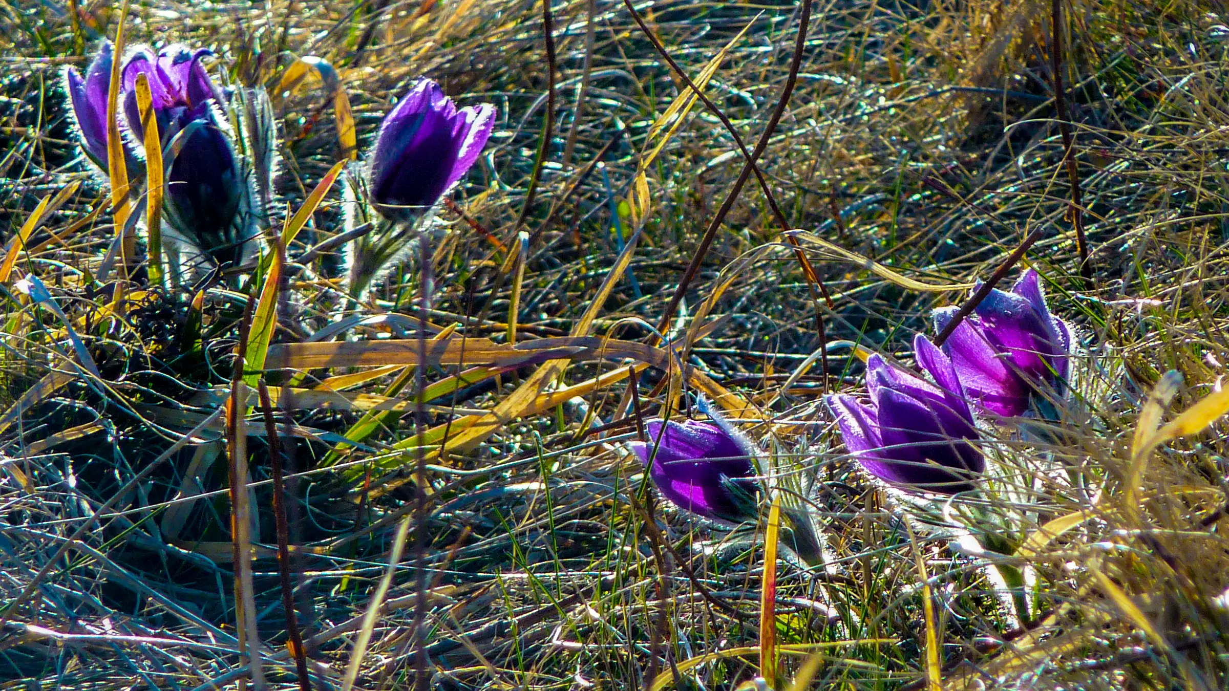 Küchenschelle Kuhschelle Pulsatilla vulgaris