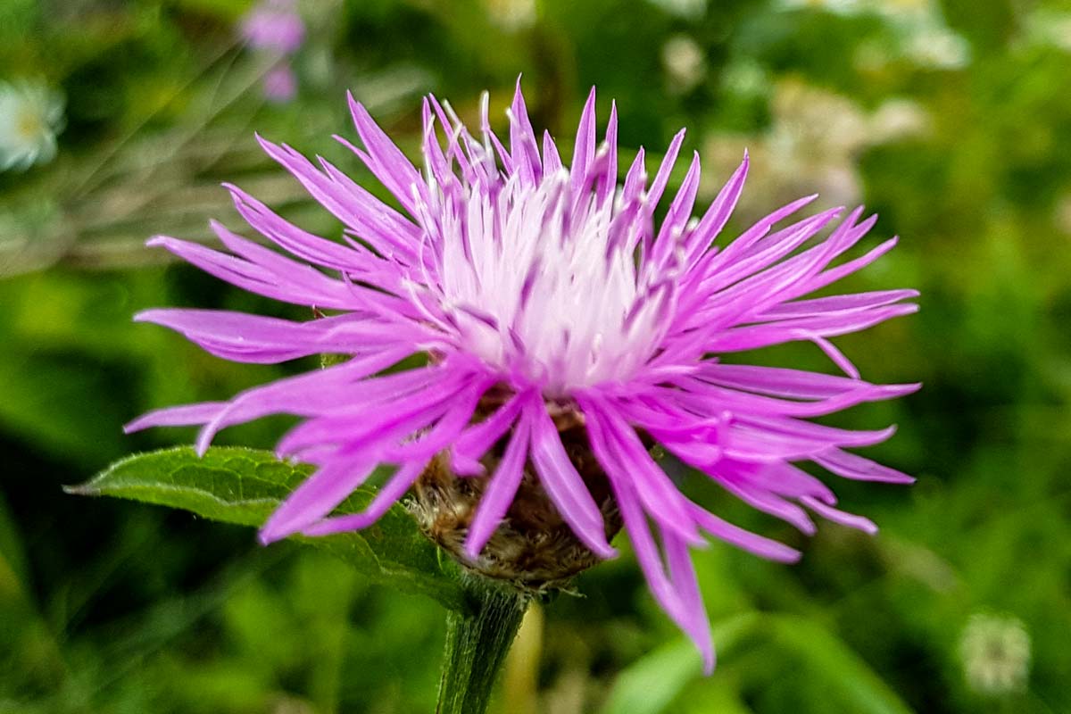 Gewöhnliche Flockenblume, Wiesenflockenblume