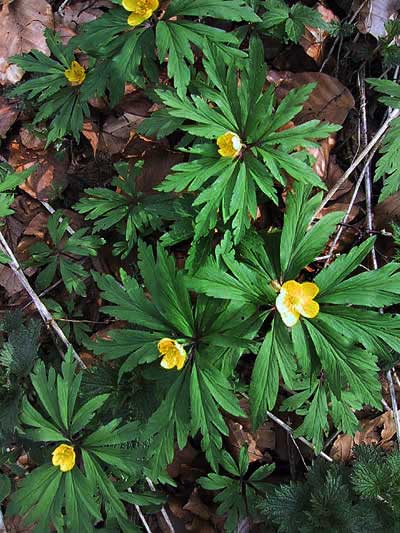 Anemone ranunculoides