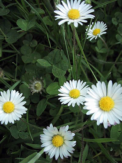 Gänseblümchen