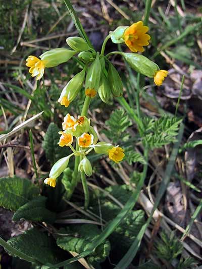 Echte Schlüsselblume