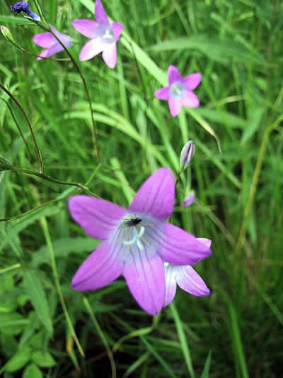 Wiesenglockenblume