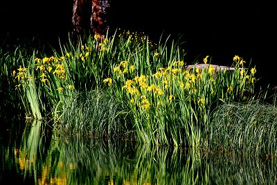 Der Leubacher See