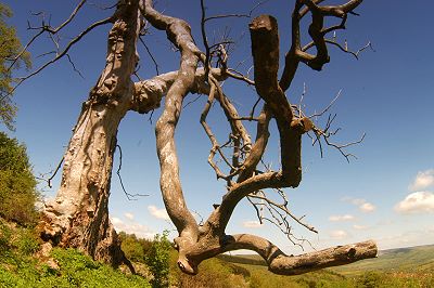 Kurioser Baum auf dem Mathesberg