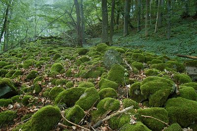 Die Mettermich (585m)