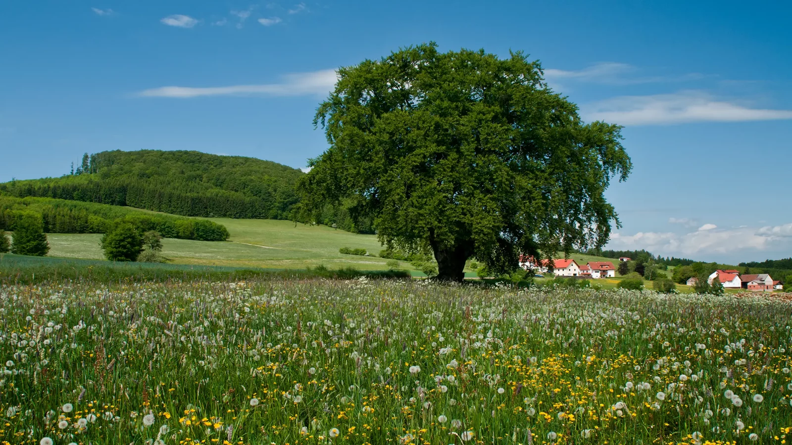 Mottener Haube mit Haubenhöfen im Frühsommer