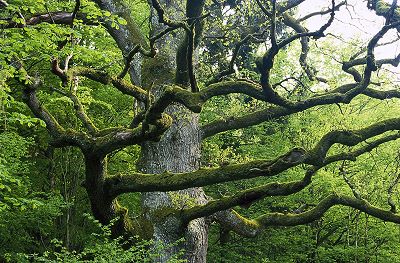 Bäume in der Rhön