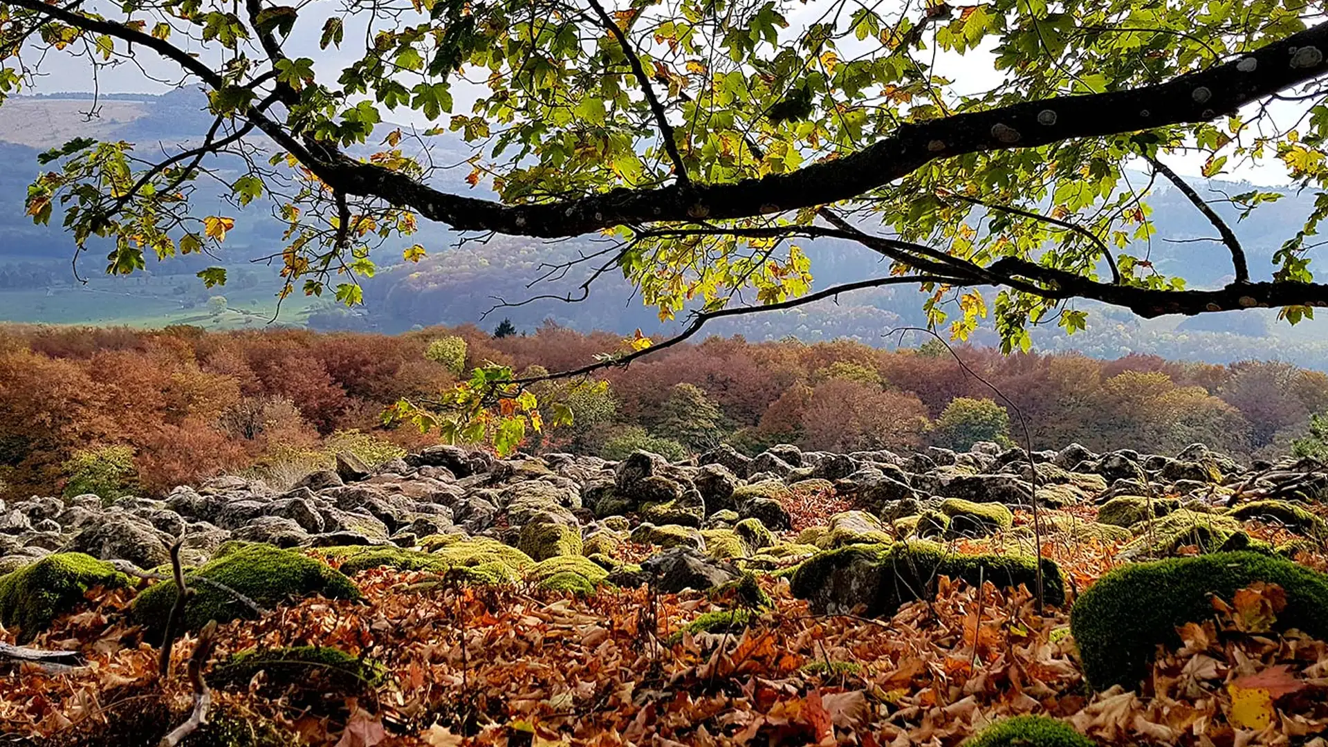 Basaltblockhalde am Schafstein im Herbst