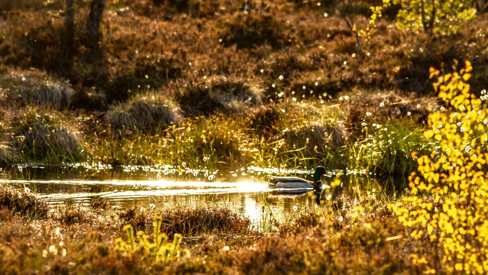 Moorauge im Schwarzen Moor mit Ente