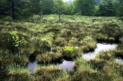 Das Schwarze Moor