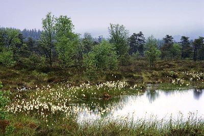 Das Schwarze Moor