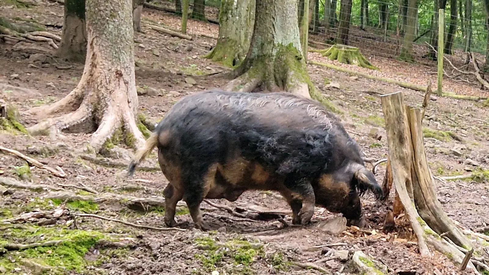 Wollschwein