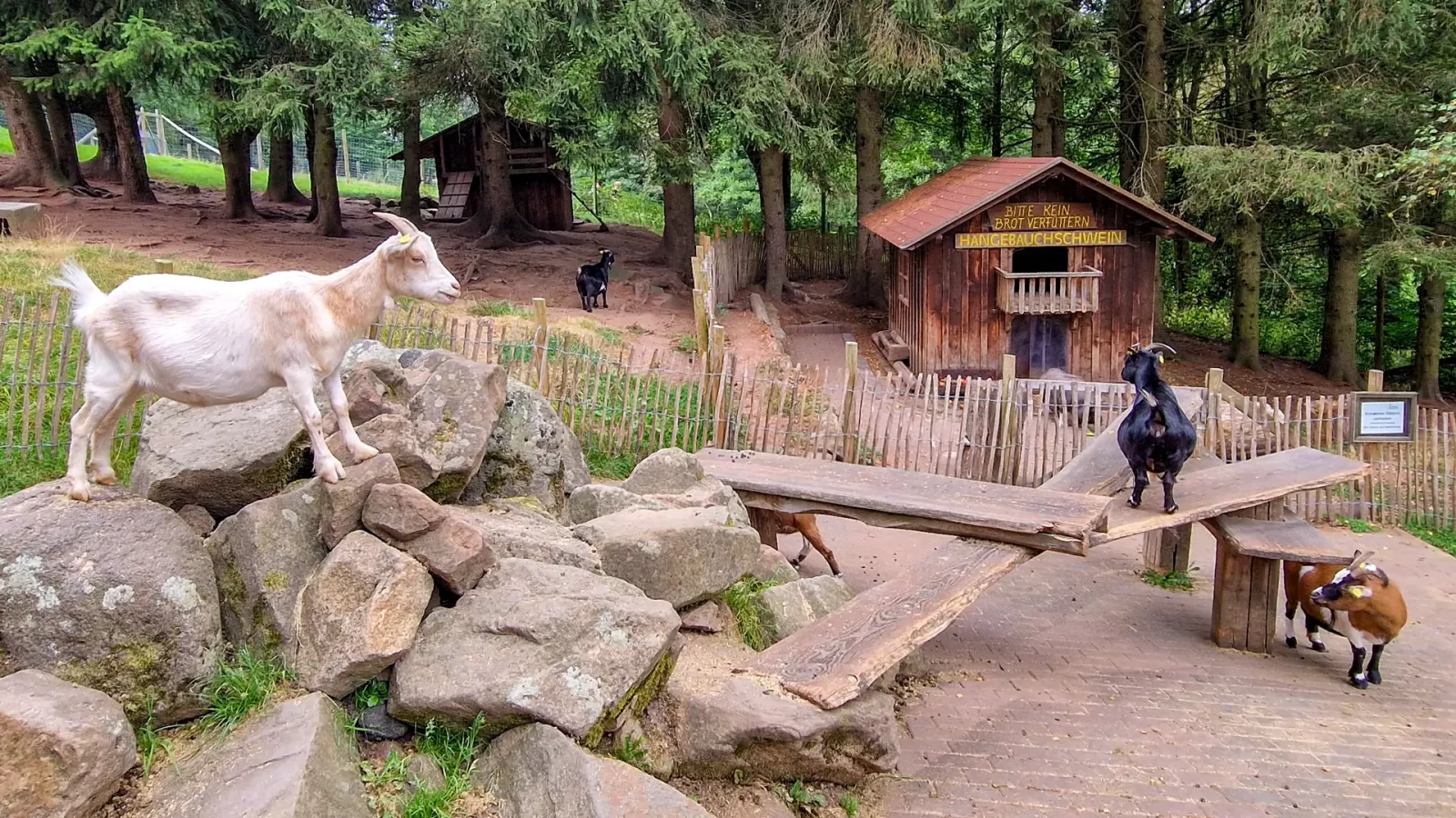 Ziegen im Wildpark Gersfeld